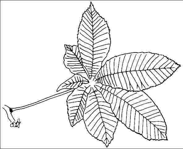 Figure 3. Foliage