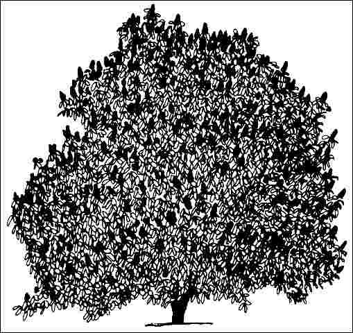 Figure 1. Middle-aged Aesculus x carnea: Red Horsechestnut