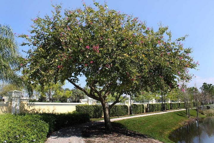 Figure 1. Full Form - Bauhinia variegate: orchid tree