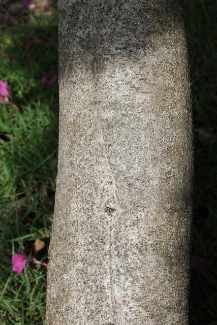 Figure 6. Bark - Bauhinia variegate: orchid tree