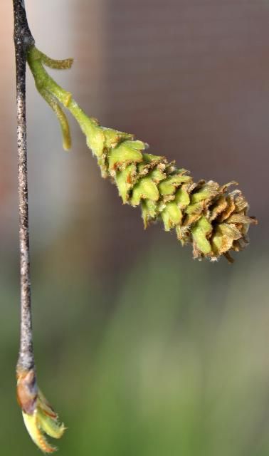 Figure 4. Fruit - Betula nigra: river birch