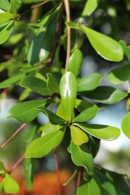 Figure 3. Leaf - Terminalia buceras: black olive