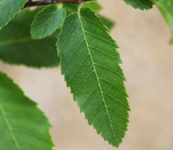 Figure 3. Leaf—Carpinus caroliniana: American hornbeam