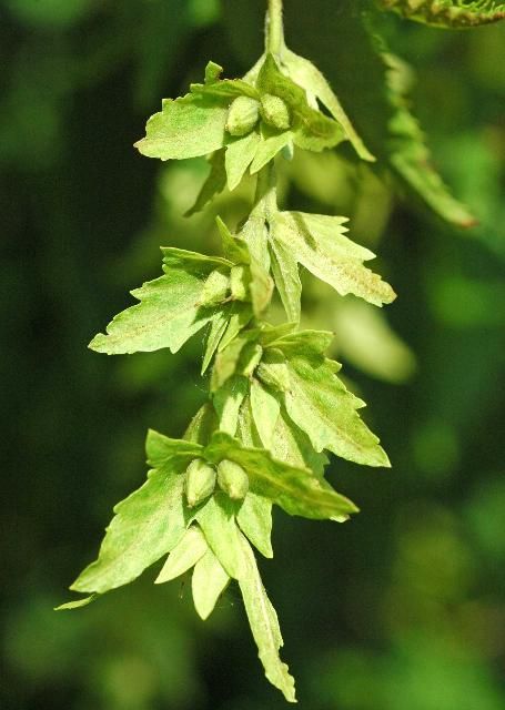 Figure 6. Fruit—Carpinus caroliniana: American hornbeam