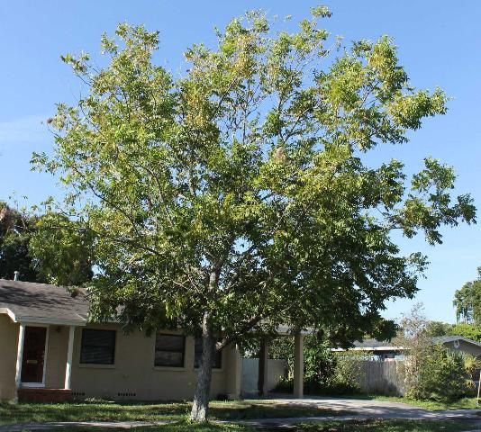 Figure 1. Full Form—Carya illinoensis: Pecan