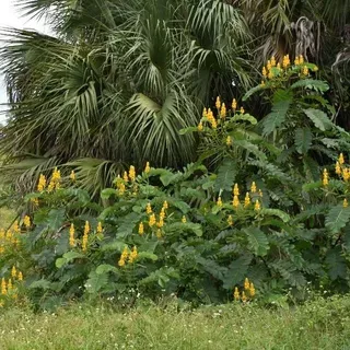 ENH284/ST125: Senna alata: Candlebrush