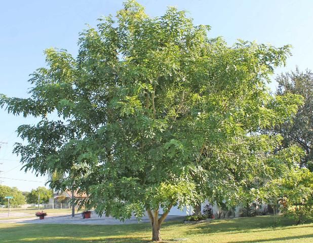 Figure 1. Full Form—Cassia fistula: Golden-shower