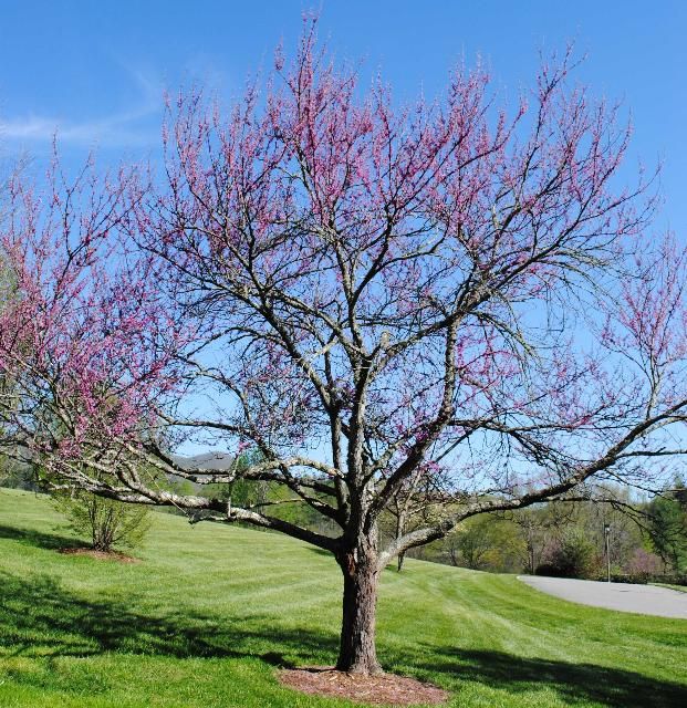 Figure 1. Full Form—Cercis canadensis: Eastern redbud