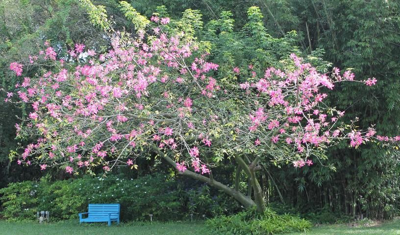 Figure 1. Full Form—Chorisia speciosa: Silk-floss tree