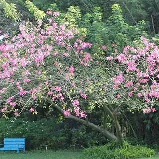 bergamotte plant Bergamotte Kenyan Florist Shrub Rose For Sale main image 0