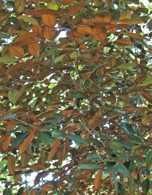 Figure 5. Canopy—Chrysophyllum oliviforme: Satinleaf