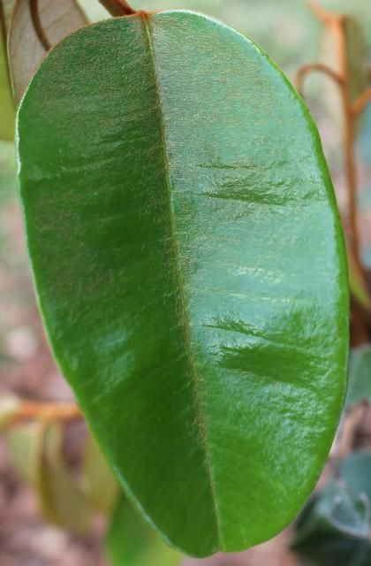 Figure 3. Leaf—Chrysophyllum oliviforme: Satinleaf