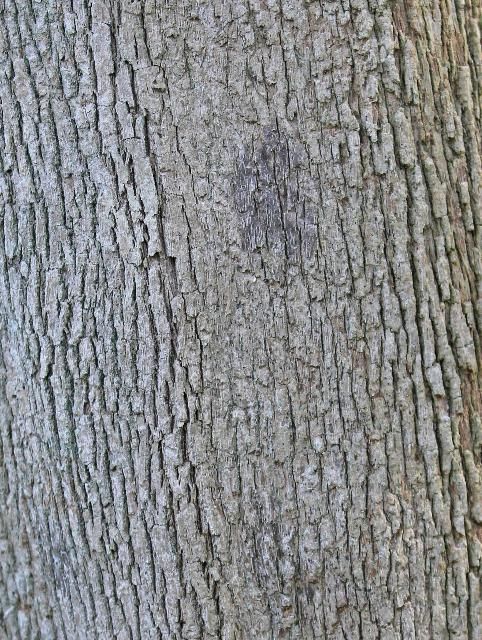 Figure 7. Bark—Chrysophyllum oliviforme: Satinleaf