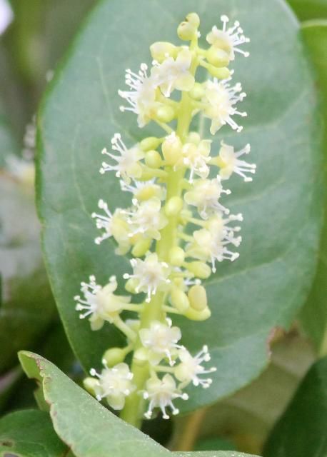 Figure 4. Flower—Coccoloba diversifolia: pigeon plum