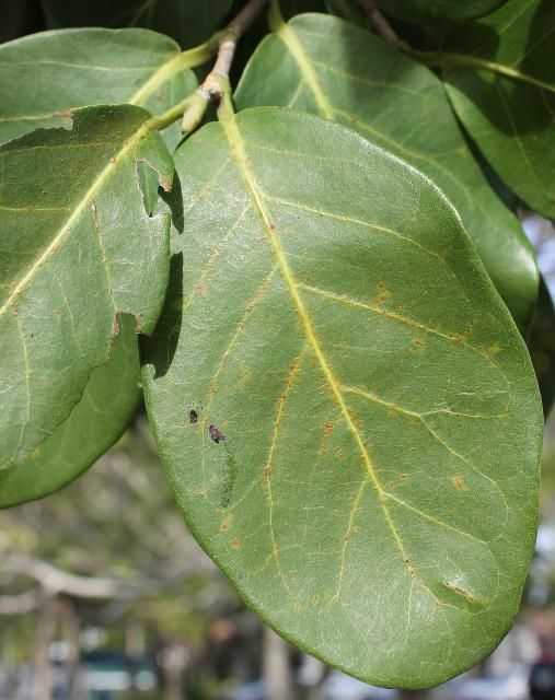 Figure 3. Leaf—Coccoloba diversifolia: pigeon plum