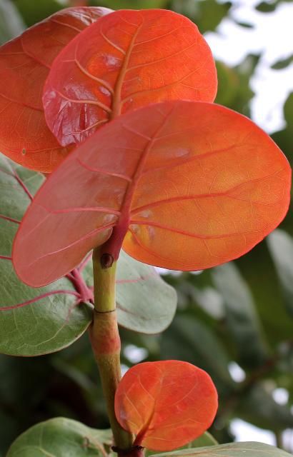 Figure 3. Young Leaf—Coccoloba uvifera: Seagrape