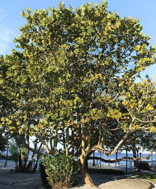 Figure 1. Full Form—Coccoloba uvifera: Seagrape