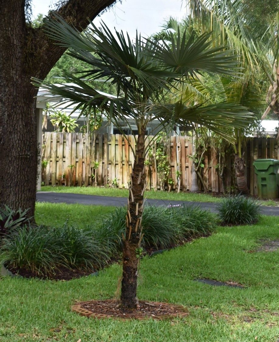 Figure 1. Young Coccothrinax argentata: Silverpalm