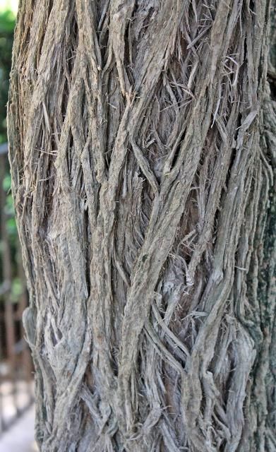 Figure 5. Bark—Cordia boissieri: Texas olive