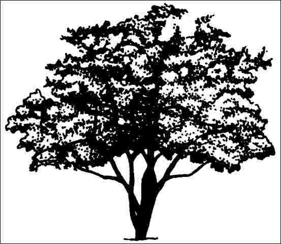 Figure 1. Mature Cornus mas 'Aureo-Elegantissima': 'Aureo-Elegantissima' Cornelian-Cherry