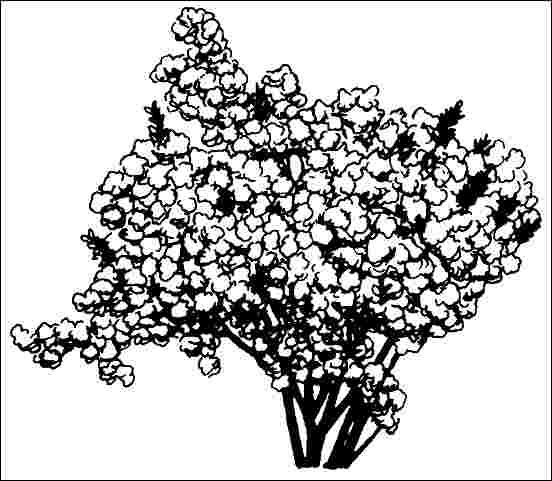 Figure 1. Middle-aged Cotinus coggygria 'Velvet Cloak': 'Velvet Cloak' Smoketree