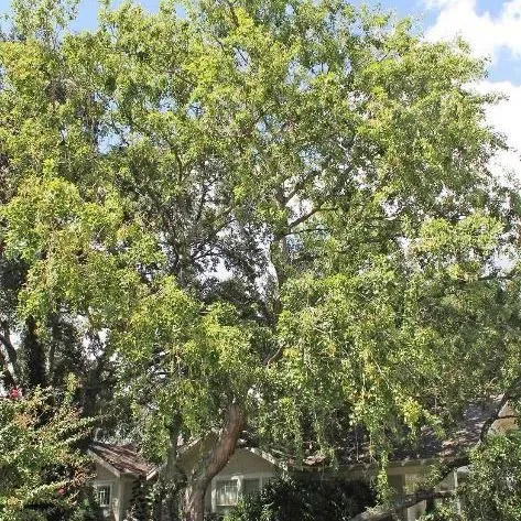 Ask IFAS: Topic - Leguminosae (Fabaceae)