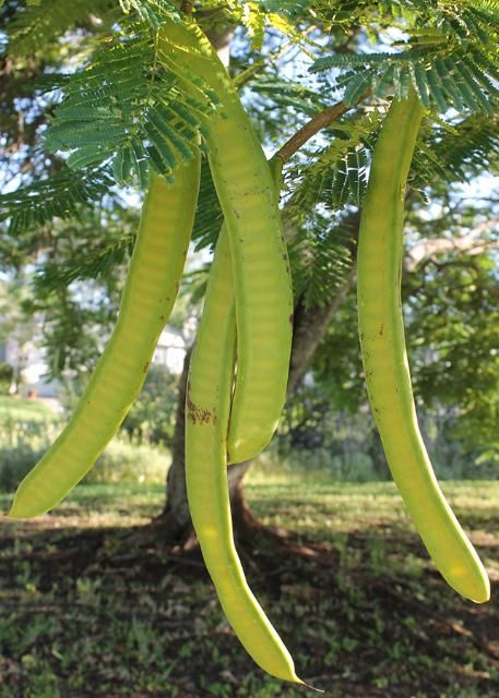 Figure 5. Fruit—Delonix regia: royal poinciana
