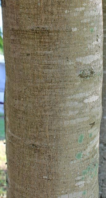 Figure 6. Bark—Delonix regia: royal poinciana