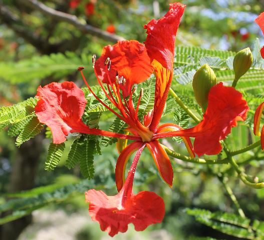 Figure 4. Flower—Delonix regia: royal poinciana