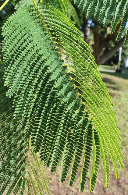 Figure 3. Leaf—Delonix regia: royal poinciana