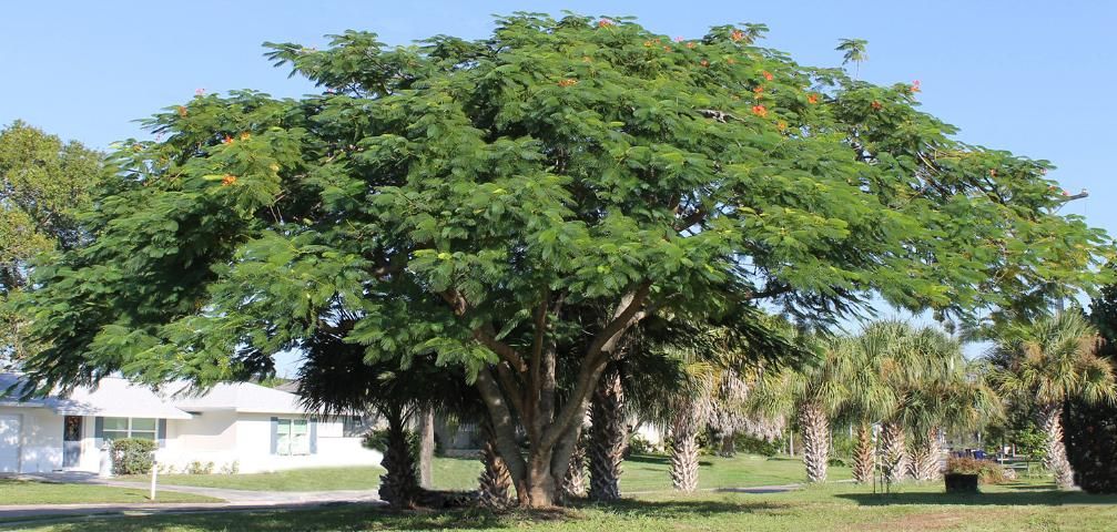 Figure 1. Full Form—Delonix regia: royal poinciana
