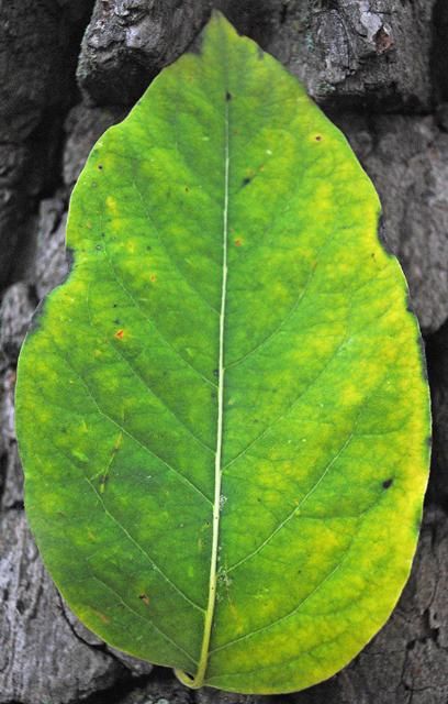 Figure 3. Leaf—Diospyros virginiana: common persimmon