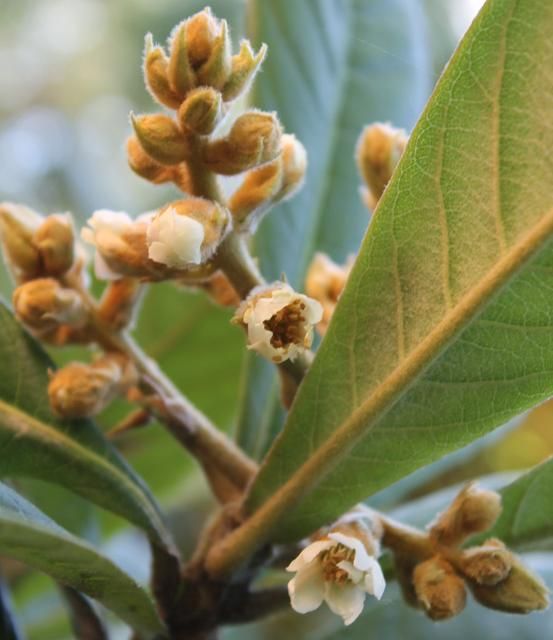 Figure 4. Flower—Eriobotrya japonica: loquat