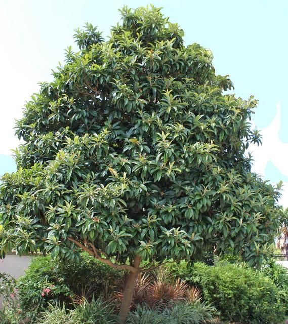 Figure 1. Full Form—Eriobotrya japonica: loquat
