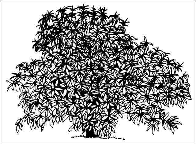 Figure 1. Middle-aged Eriobotrya japonica 'Coppertone': 'Coppertone' Loquat.