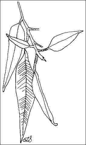Figure 3. Foliage