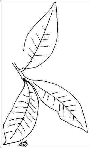 Figure 3. Foliage