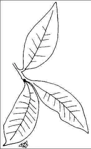 Figure 3. Foliage