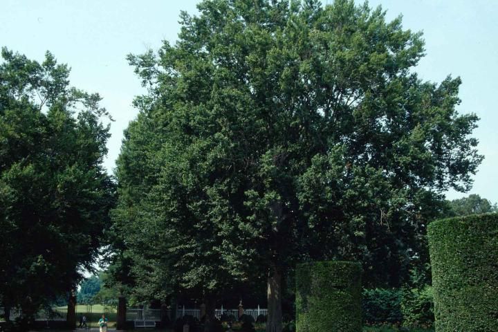 Figure 1. Middle-aged Fagus grandifolia: American Beech
