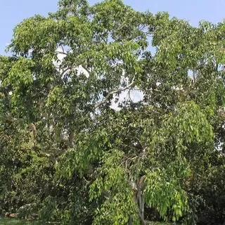 ENH410/ST251: Ficus benjamina: Weeping Fig