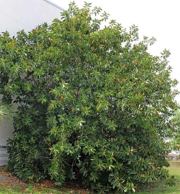 Figure 1. Full Form—Ficus elastic: Rubber tree