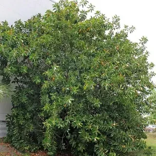 ENH411/ST252: Ficus elastica: Rubber Tree