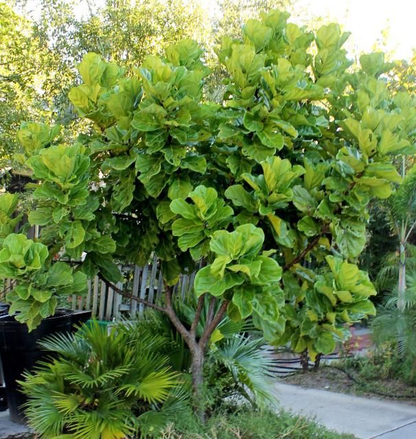 Figure 1. Full Form—Ficus lyrata: Fiddleleaf fig