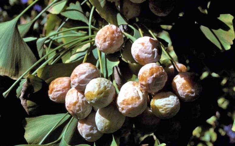 Figure 5. Fruit—Ginkgo biloba: Ginkgo