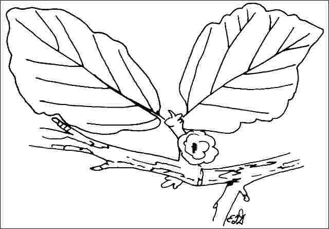 Figure 3. Foliage