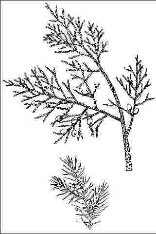 Figure 3. Foliage