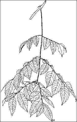 Figure 3. Foliage
