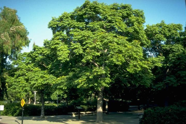 Figure 1. Young Koelreuteria bipinnata: Chinese flame-tree