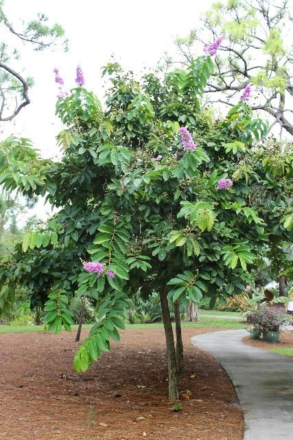 Figure 1. Full Form - Lagerstroemia speciosa: queen's crape myrtle