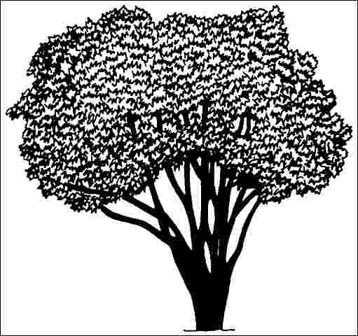 Figure 1. Mature Ligustrum lucidum 'Tricolor': 'Tricolor' Glossy Privet